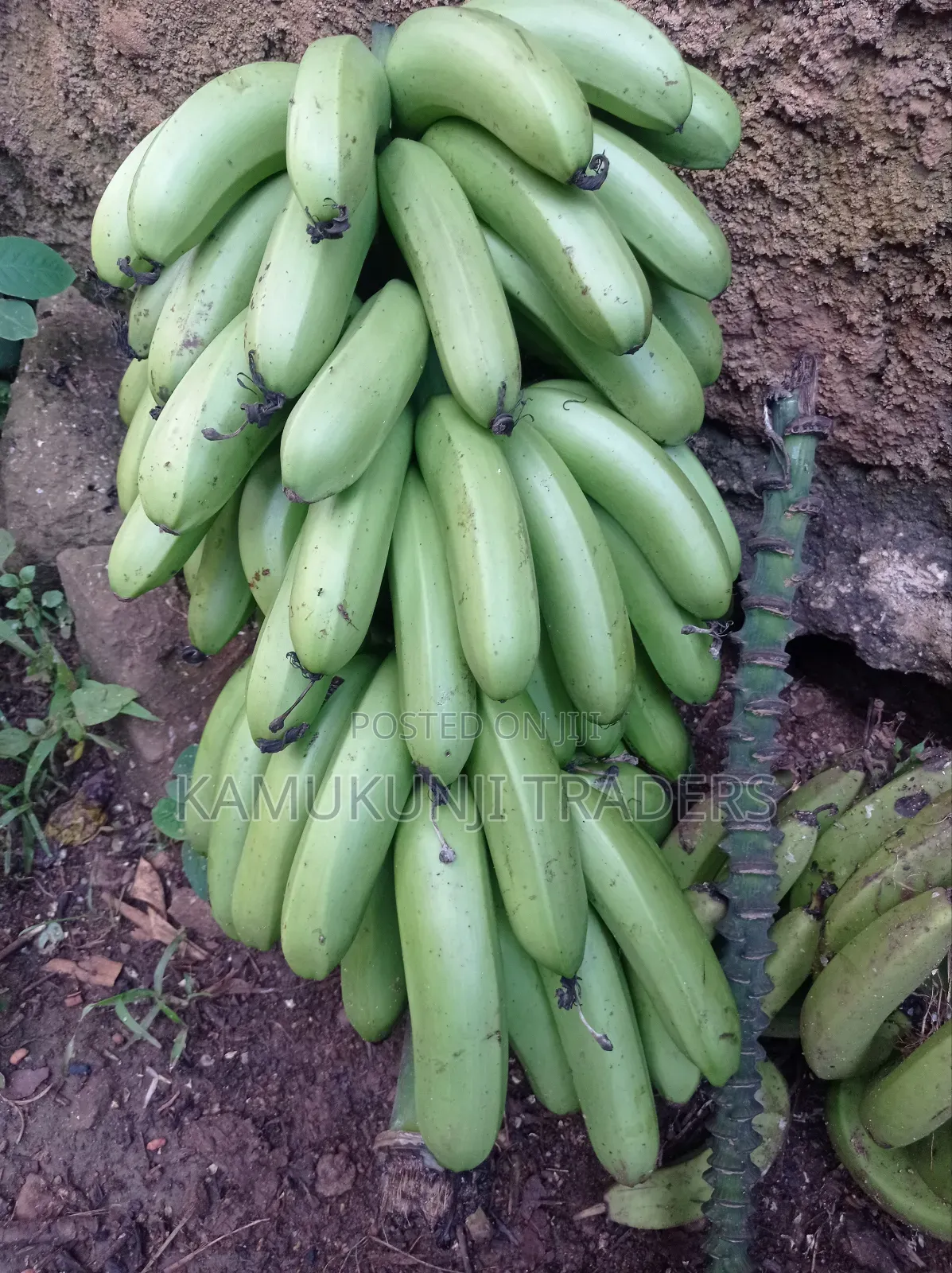 Banana Suckers |Ripening and Cooking Plantain