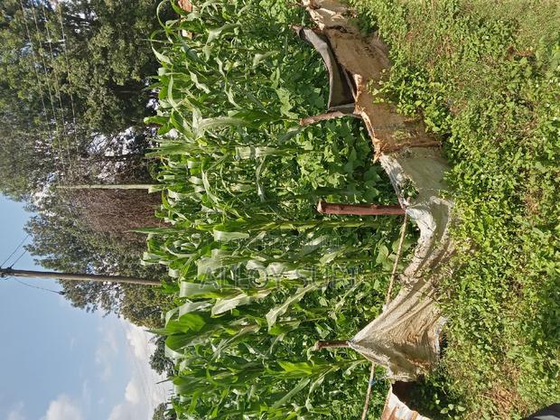 Tigoni Redhill 5 Acres Available for Sale - thumbnail 2