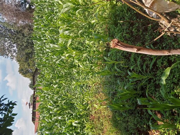 Tigoni Redhill 5 Acres Available for Sale - thumbnail 5