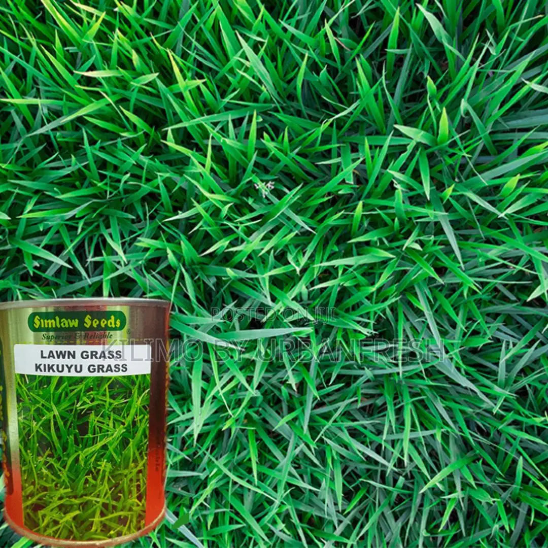 Kikuyu Lawn Grass Seeds 100g