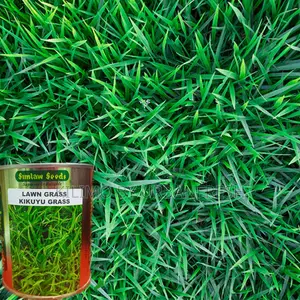 Kikuyu Lawn Grass Seeds 100g