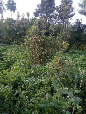 Tigoni 2 Acres Available for Sale