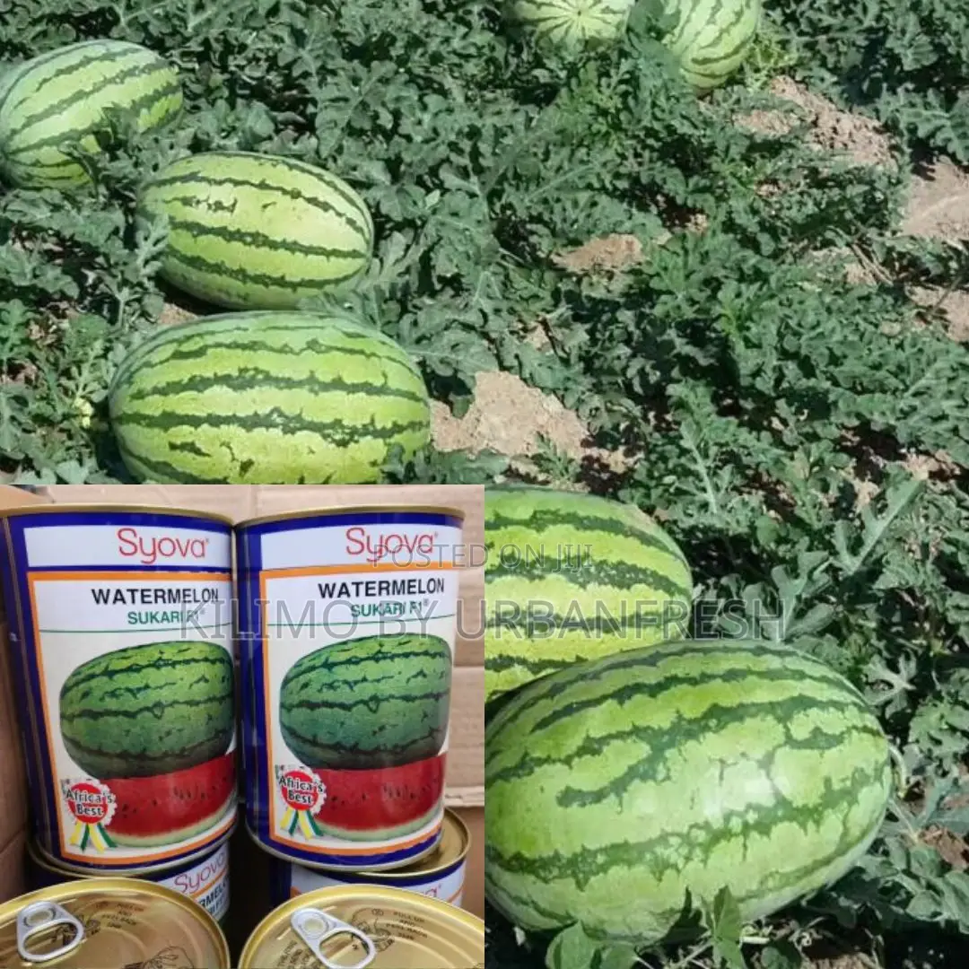 Watermelon Sukari F1 Seeds 1kg