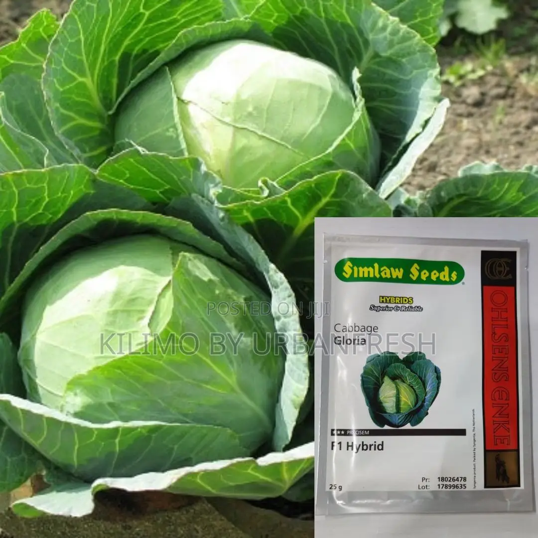 Gloria F1 Cabbage Seeds 10g