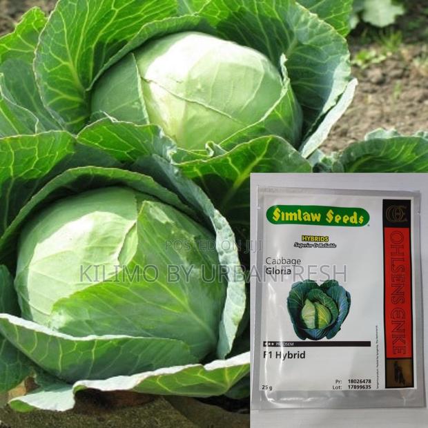 Gloria F1 Cabbage Seeds 10g