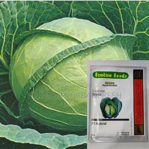 Gloria F1 Cabbage Seeds 25g - main view