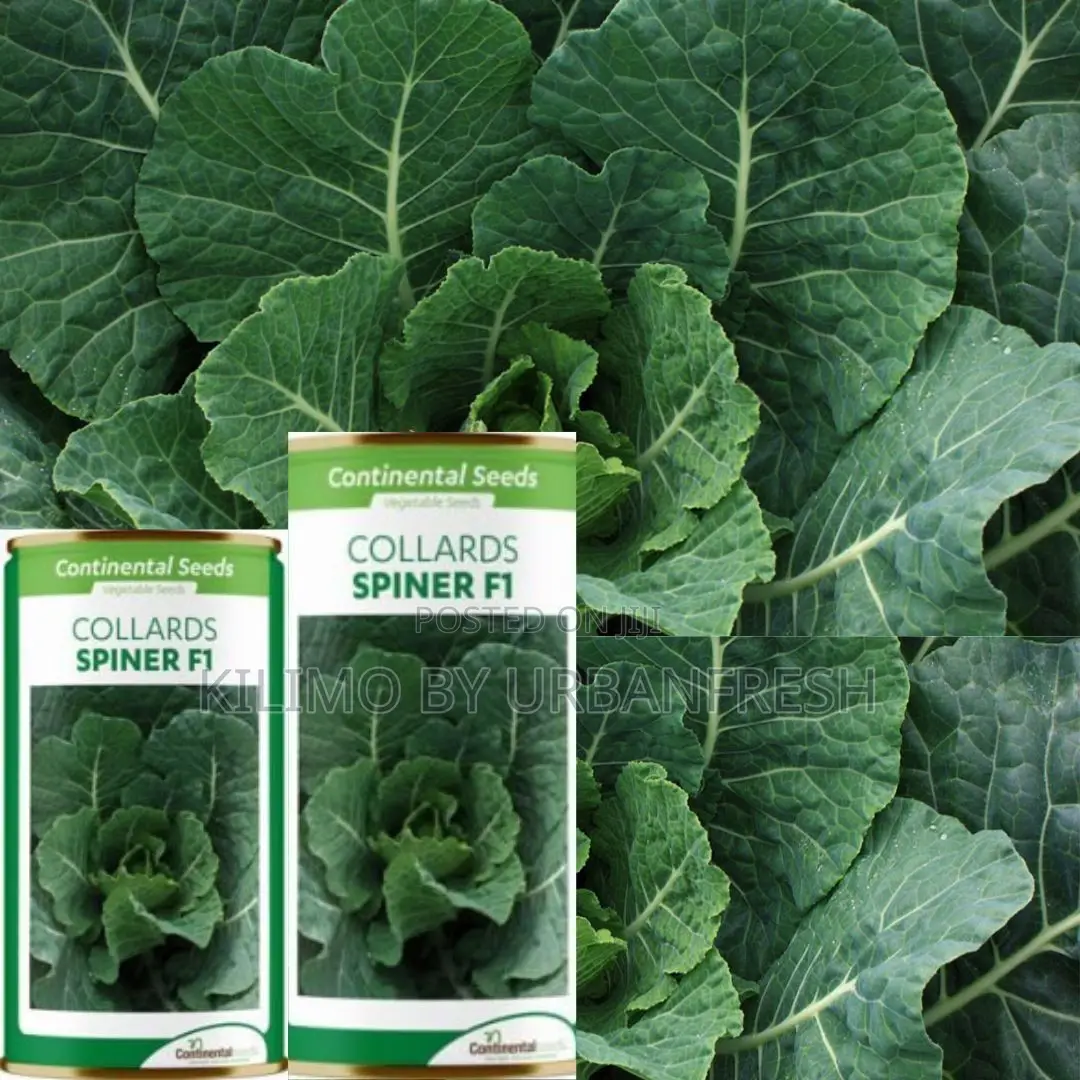 Spiner F1 Collards Seeds 25g