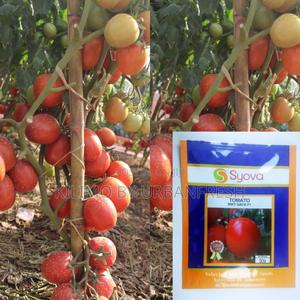 BWT Safa F1 Tomato Seeds 5g - main view