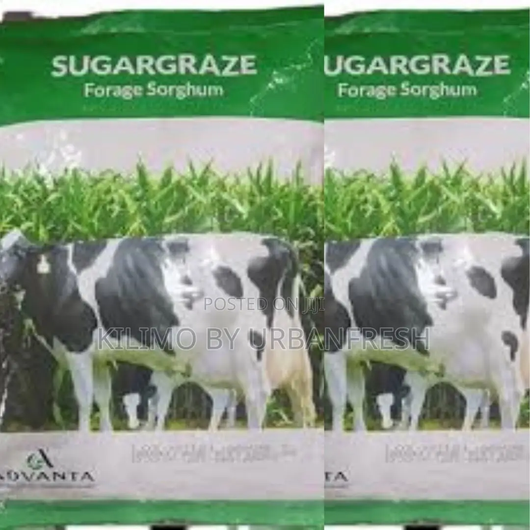 Sugargraze (Forage Sorghum) Seeds 1 Kg