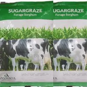 Sugargraze (Forage Sorghum) Seeds 1 Kg