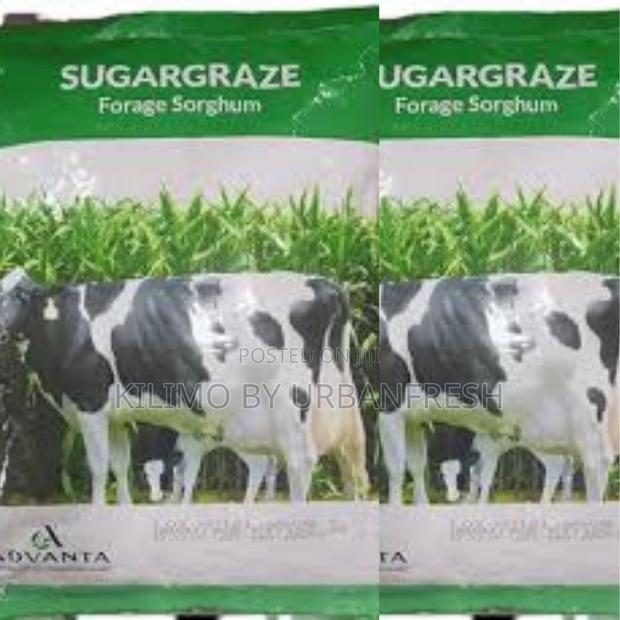 Sugargraze (Forage Sorghum) Seeds 1 Kg