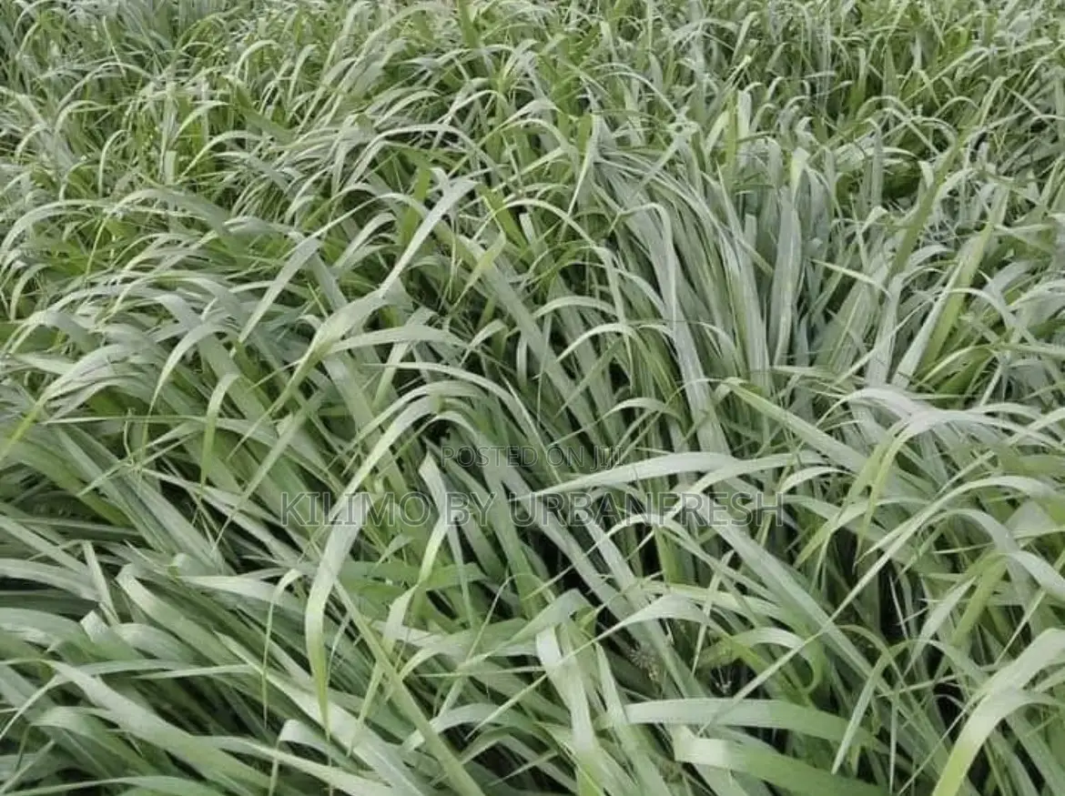 Bracharia Hybrid Piata Cutting Fodder Bunch of 50.