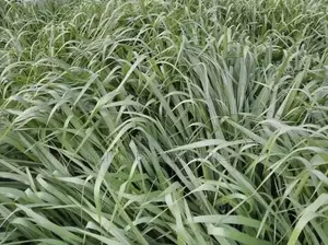 Bracharia Hybrid Piata Cutting Fodder Bunch of 50.