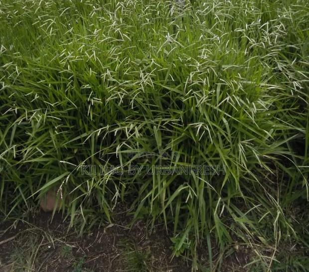 Bracharia Hybrid Basilisk Cuttings for Fodder Bunch of 50
