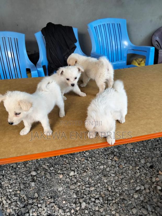 1-3 months Male Purebred Japanese Spitz - main view