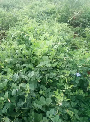 Butterfly Pea 20 Seeds Fodder for Livestock. 40% CP