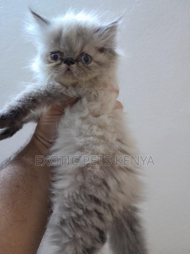 1-3 months Female Purebred Persian - main view