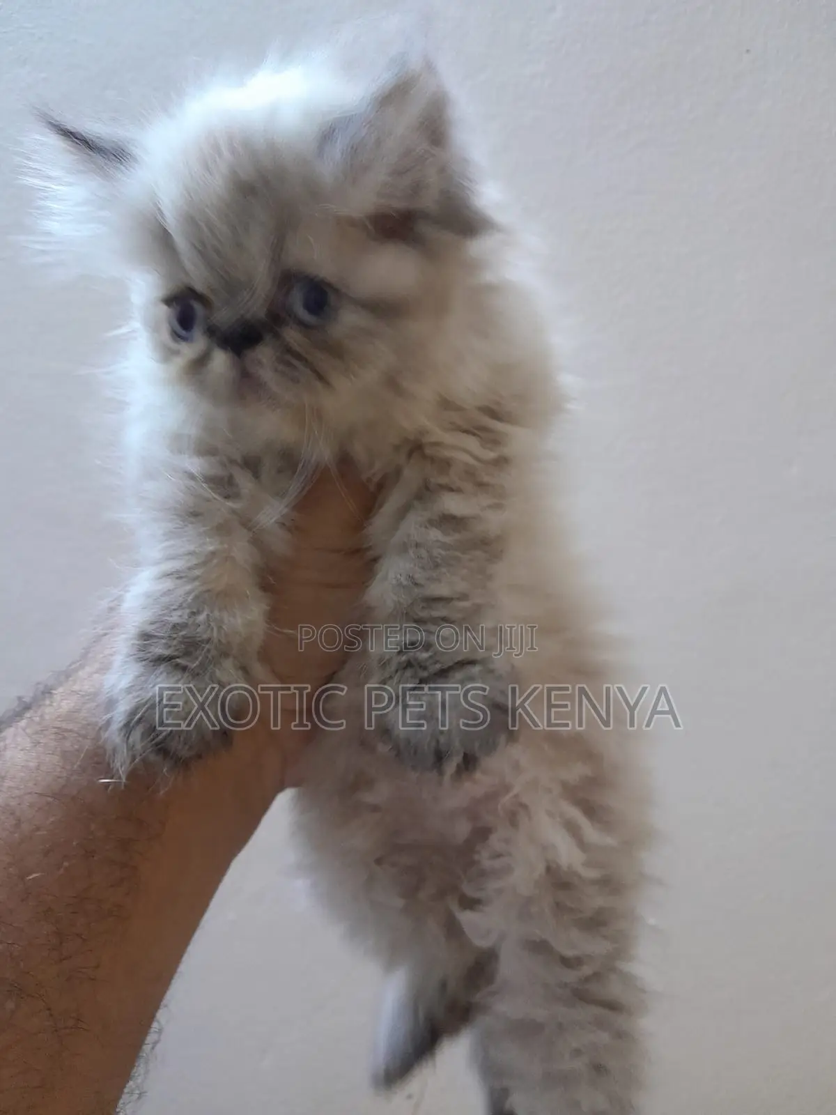 1-3 months Female Purebred Persian