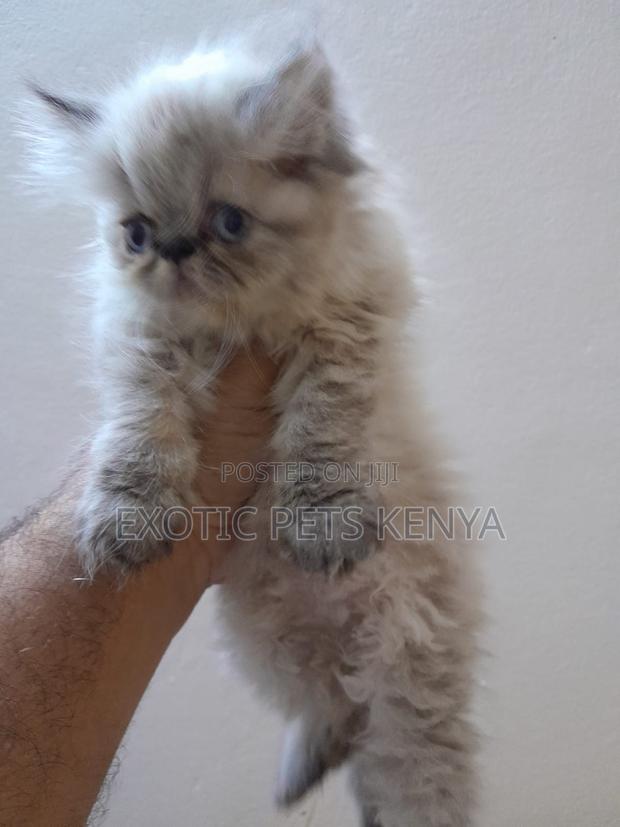 1-3 months Female Purebred Persian - thumbnail 2