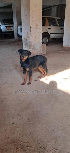 3-6 months Male Purebred Rottweiler - thumbnail 2