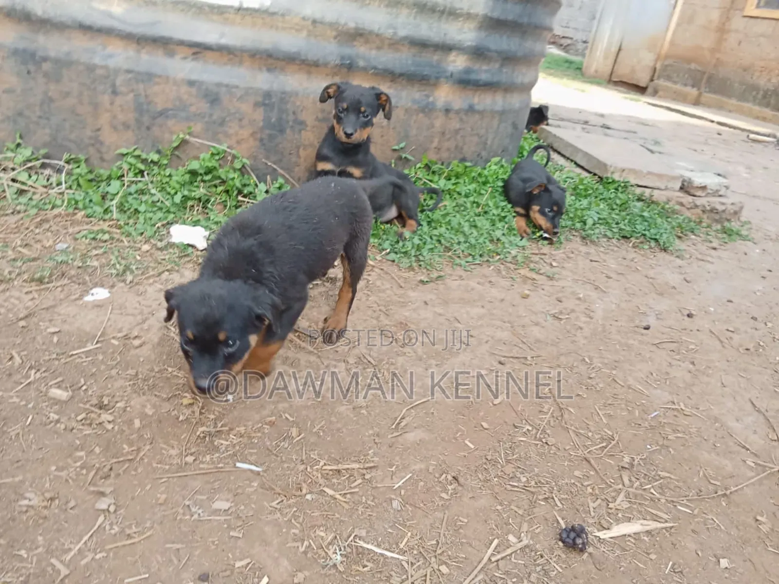 1-3 months Female Purebred Rottweiler
