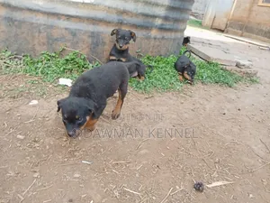 1-3 months Female Purebred Rottweiler