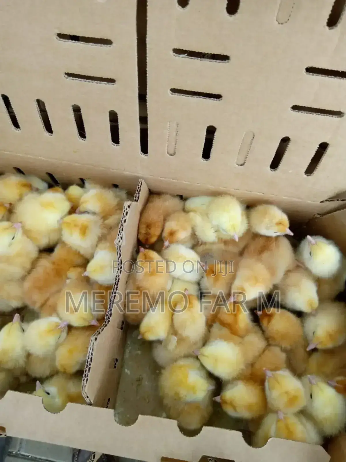1 Month Improved Kienyeji F1 Chicks
