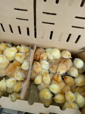 1 Month Improved Kienyeji F1 Chicks