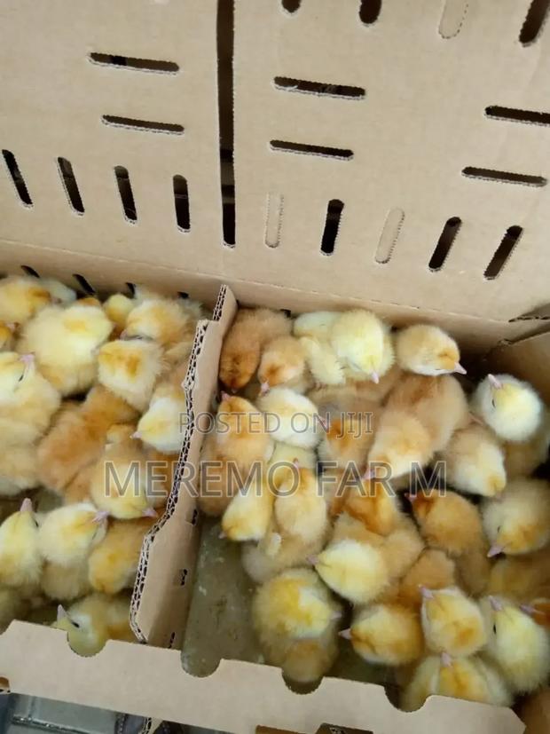 1 Month Improved Kienyeji F1 Chicks - thumbnail 3