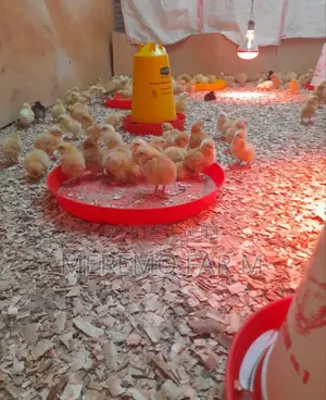 1 Month Improved Kienyeji F1 Chicks