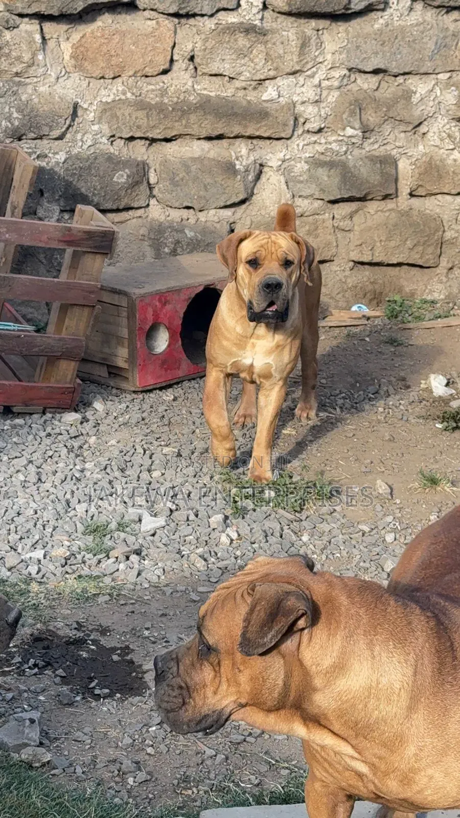 1+ year Female Purebred Boerboel