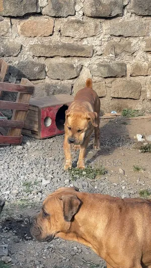 1+ year Female Purebred Boerboel