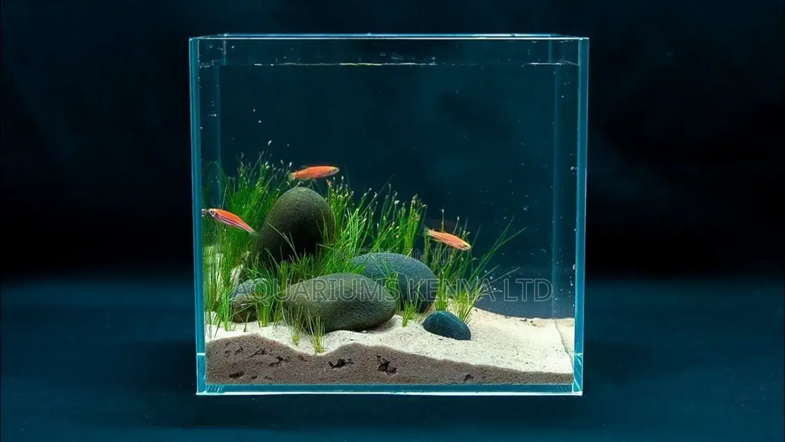 Low Budget Aquarium