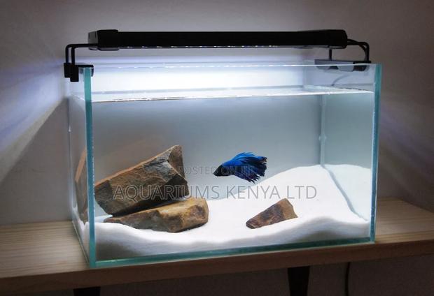 Ideal First Fish Tank, Fish Aquarium - main view