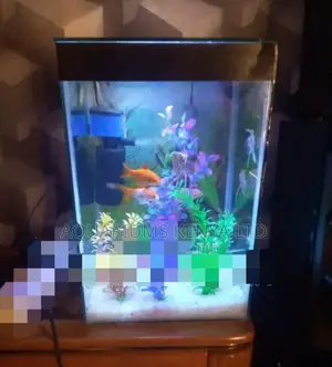 Mini Aquarium