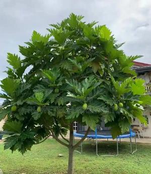 Bread Fruit Seedlings - thumbnail 2