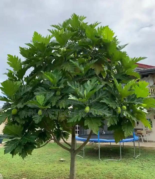 Bread Fruit Seedlings - main view