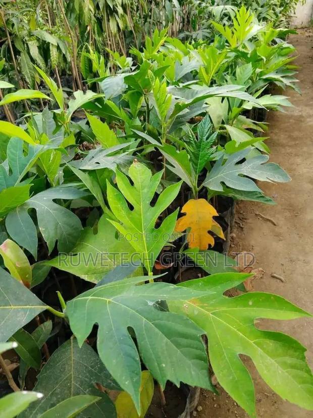 Bread Fruit Seedlings - thumbnail 3