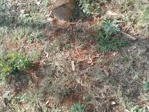 50x100 Plot for Sale, 500 Meters From Gikumene, Meru