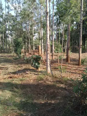 50x100 Plot for Sale, 500 Meters From Gikumene, Meru