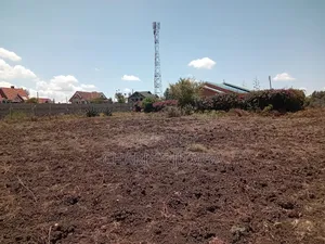 100*100 Plot in New Valley.