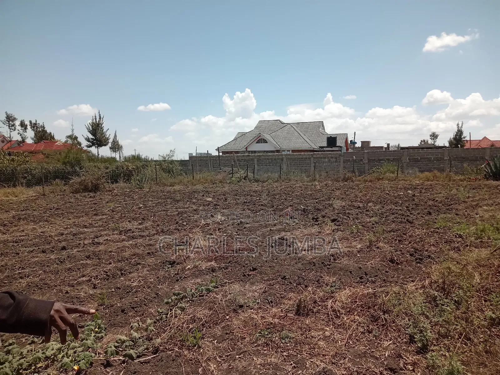 100*100 Plot in New Valley.