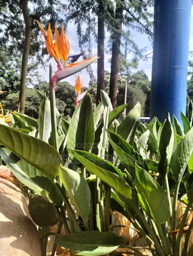 Bird of Paradise Plant - main view