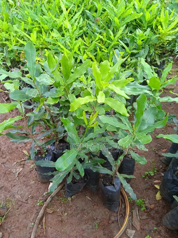 Macadamia Nuts Seedlings - main view