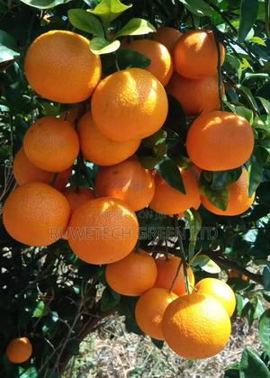 Sweet Seedless Fruit Seedlings Pixie - thumbnail 2