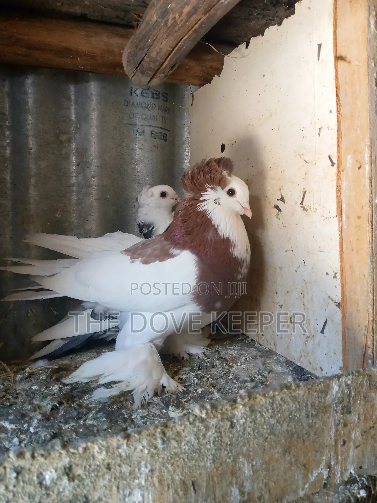 Saddle Doves