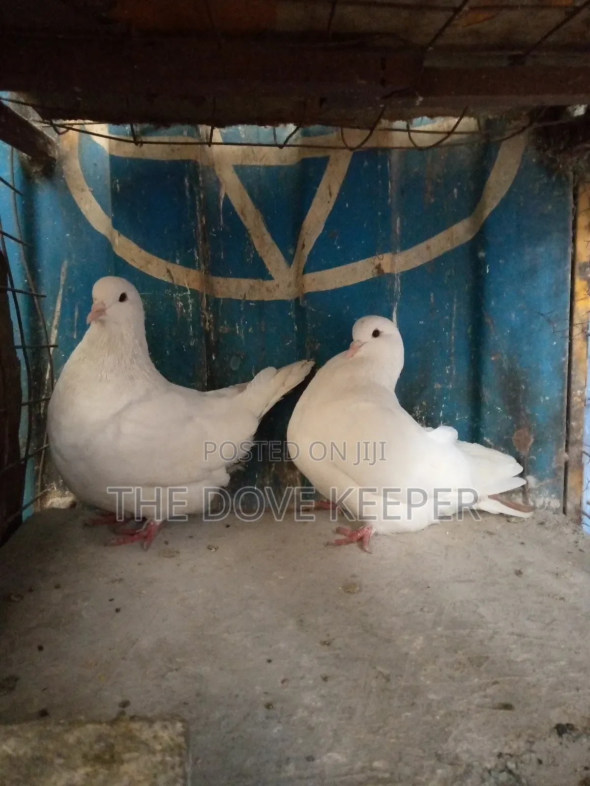 Saddle Doves