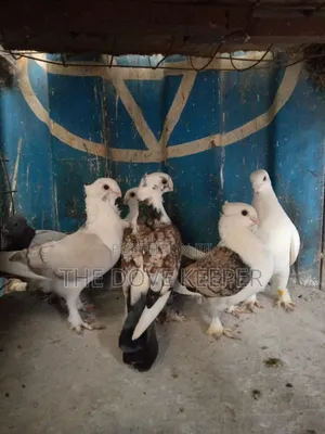 Saddle Doves