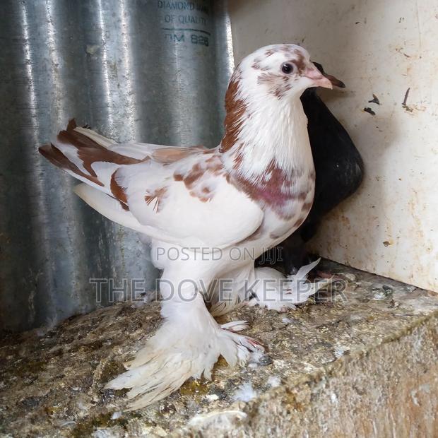 Friendly Fantail Pigeons - thumbnail 2
