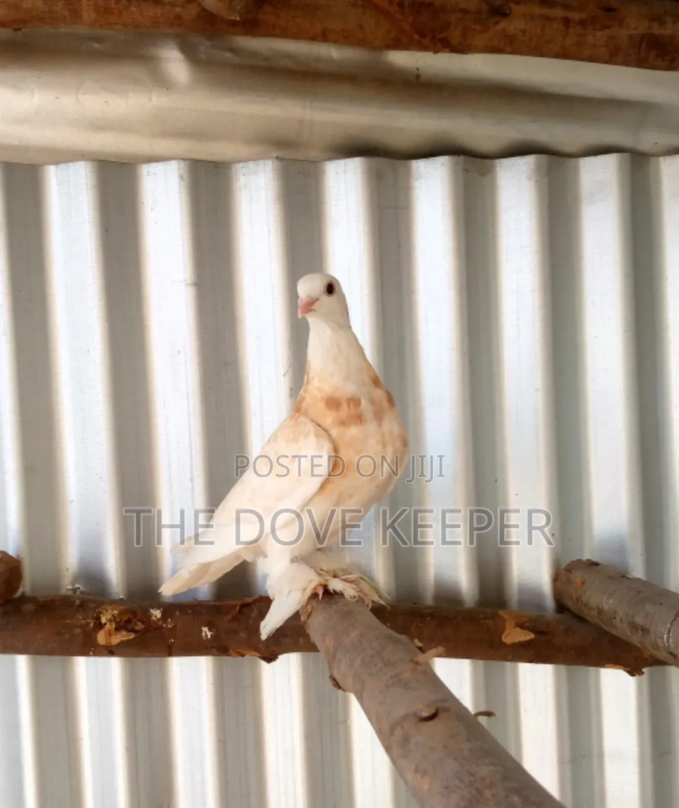 Friendly Fantail Pigeons